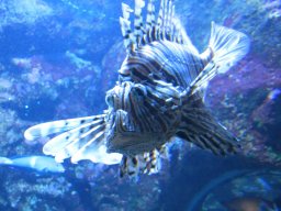 2012_01_19_Aquarium_Saint-Gilles